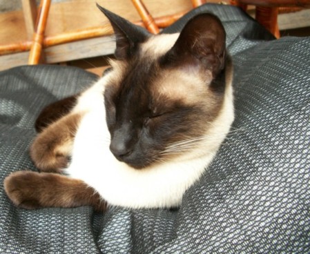 PETZBED Cat