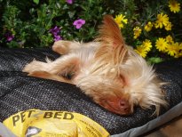 PETZBED Dreamer