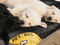 PETZBED Labies
